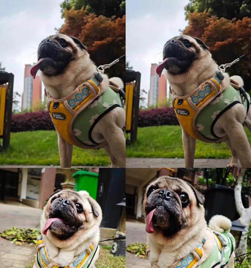 巴哥犬健康饮食指南，科学喂养让狗狗更快乐