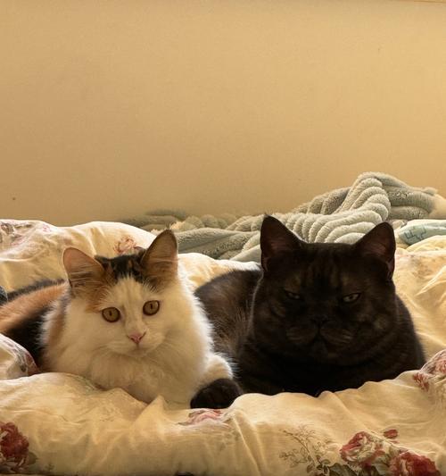 猫咪性成熟阶段解析与关键影响因素全知道 猫咪性成熟阶段解析与关键影响因素全知道