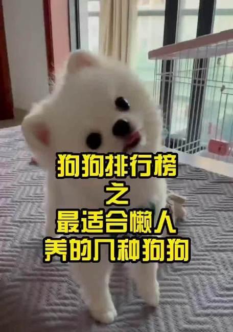 巴哥犬健康饮食指南，科学喂养让狗狗更快乐