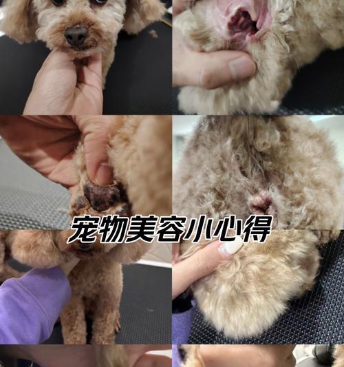 狗狗洗澡最佳时机指南：如何让爱犬健康舒适