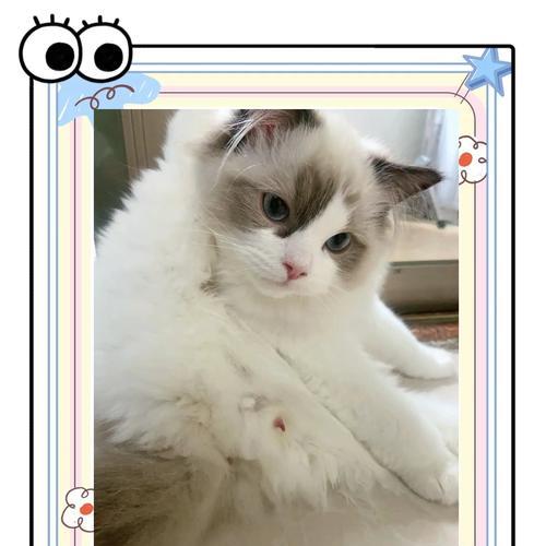 猫咪性成熟阶段解析与关键影响因素全知道 猫咪性成熟阶段解析与关键影响因素全知道