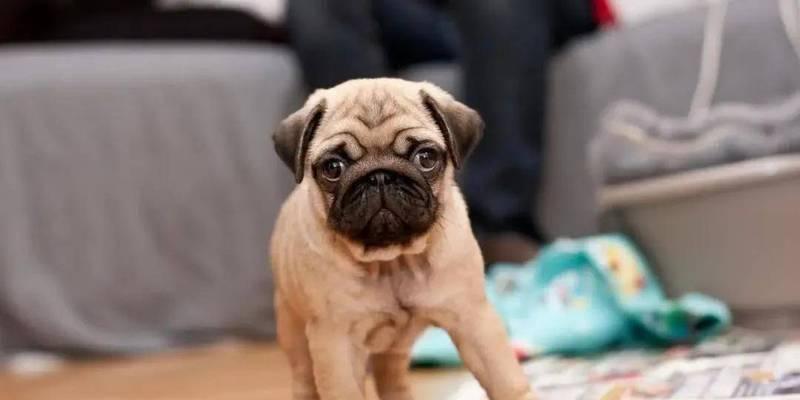 巴哥犬健康饮食指南，科学喂养让狗狗更快乐