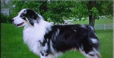 哪些狗狗需要断尾?断尾的必要性与健康考量解析 哪些狗狗需要断尾?断尾的必要性与健康考量解析