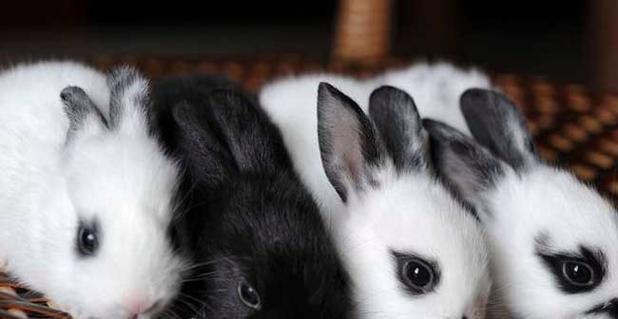 熊猫兔饲养全攻略，从新手到专业养兔达人的完整指南