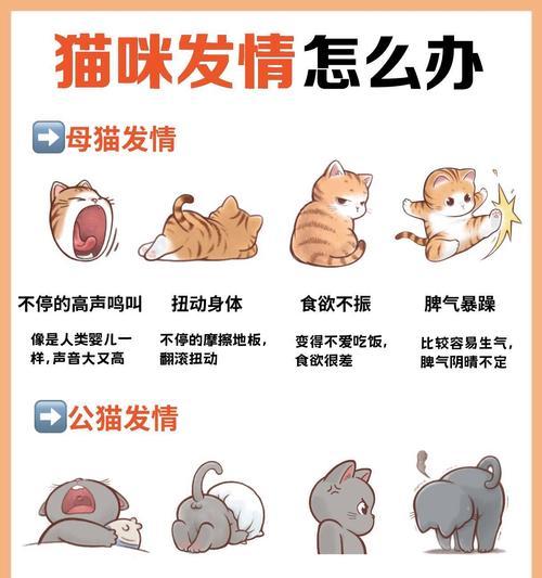猫咪性成熟阶段解析与关键影响因素全知道 猫咪性成熟阶段解析与关键影响因素全知道