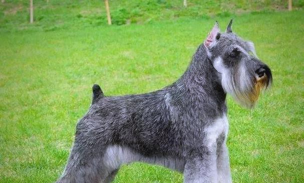 哪些狗狗需要断尾?断尾的必要性与健康考量解析 哪些狗狗需要断尾?断尾的必要性与健康考量解析