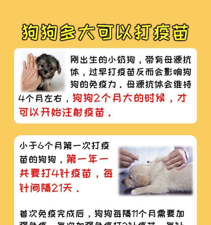 新购幼犬疫苗接种指南:从第一针开启健康守护 新购幼犬疫苗接种指南:从第一针开启健康守护