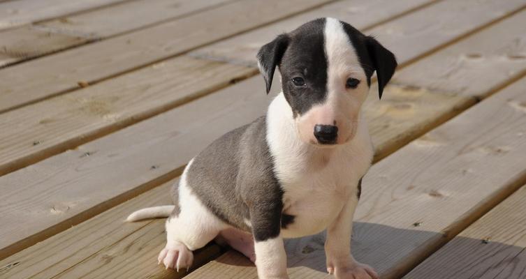 比格犬好养吗？全面解析饲养需求与性格特点