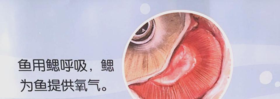 鱼类呼吸系统揭秘:从鳃到皮肤的多样适应策略 鱼类呼吸系统揭秘:从鳃到皮肤的多样适应策略