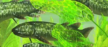 鱼类呼吸系统揭秘:从鳃到皮肤的多样适应策略 鱼类呼吸系统揭秘:从鳃到皮肤的多样适应策略