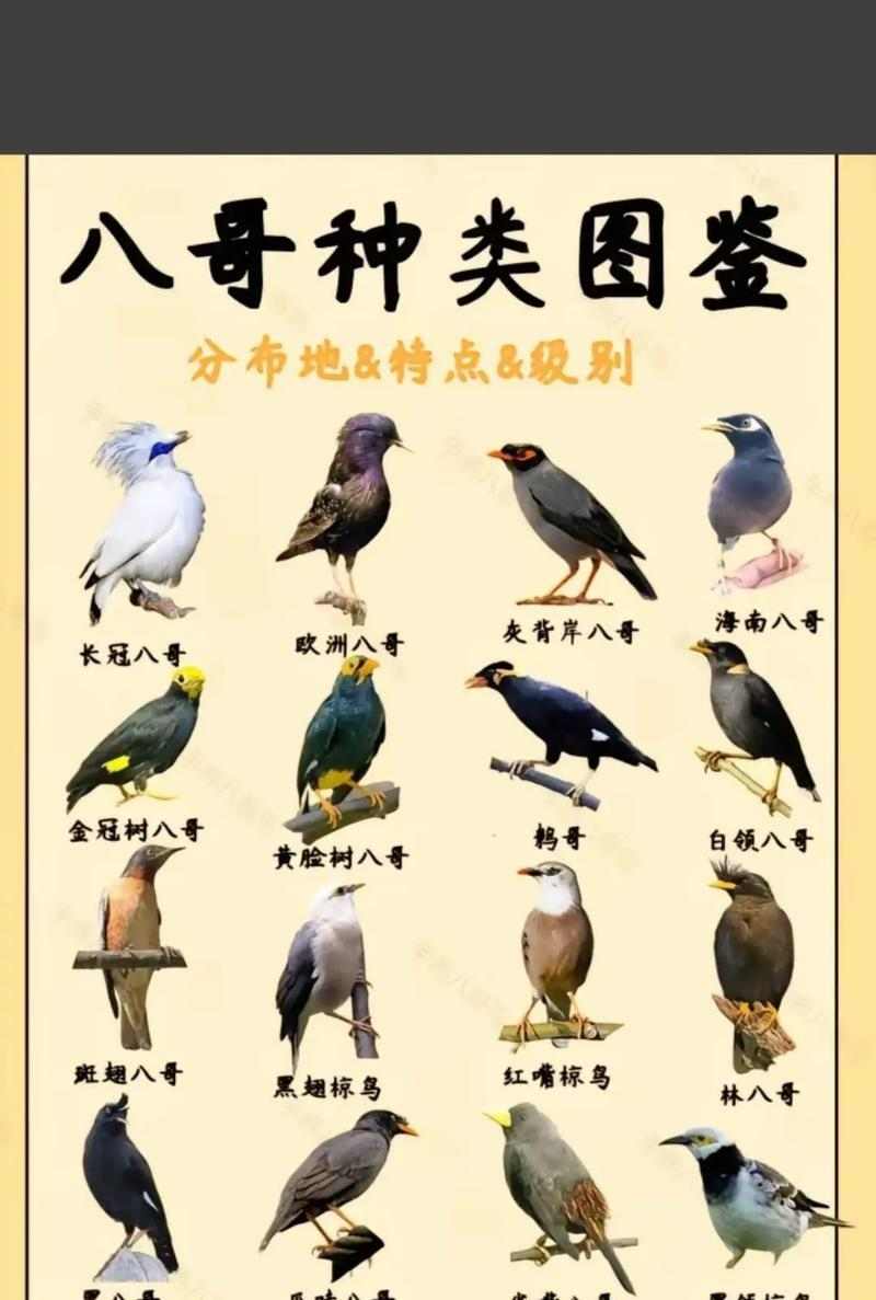 八哥与鹦鹉智力对比：揭秘八哥在语言学习情感表达上的独特优势