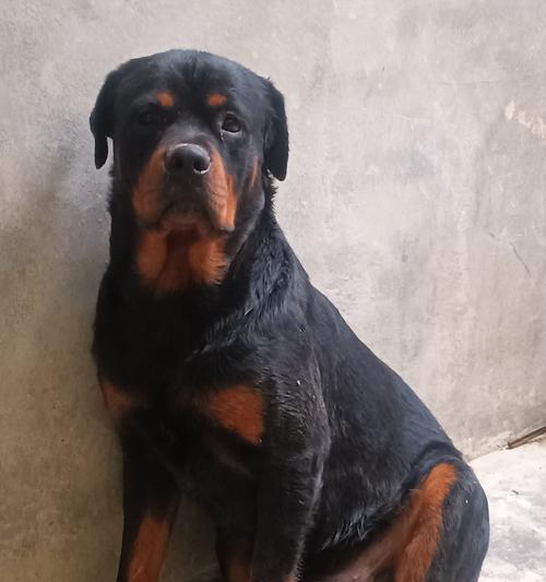 探索15种热门犬种的个性特点与适应能力,揭秘狗的多样性 探索15种热门犬种的个性特点与适应能力,揭秘狗的多样性