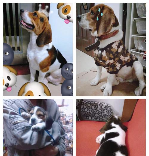 比格犬好养吗？全面解析饲养需求与性格特点