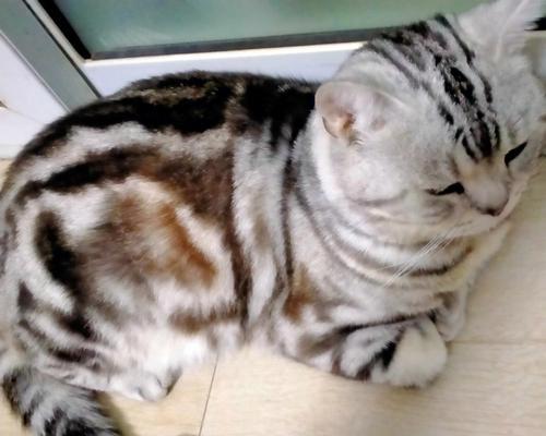 猫咪吐绿水原因与应对方法:从饮食到疾病的全面解析 猫咪吐绿水原因与应对方法:从饮食到疾病的全面解析