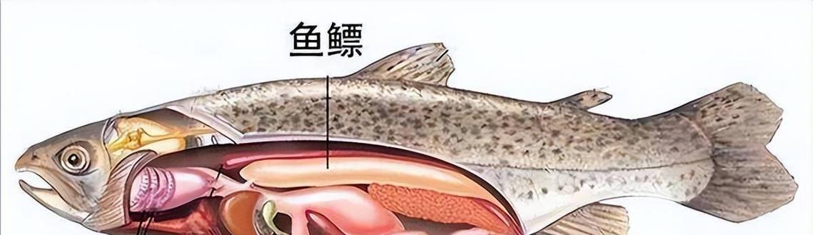 鱼类呼吸系统揭秘:从鳃到皮肤的多样适应策略 鱼类呼吸系统揭秘:从鳃到皮肤的多样适应策略