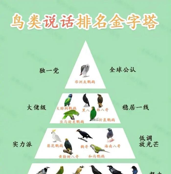 八哥与鹦鹉智力对比：揭秘八哥在语言学习情感表达上的独特优势
