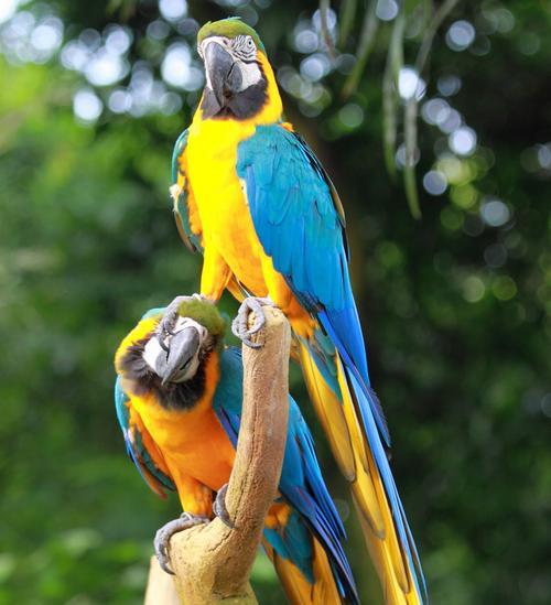 八哥与鹦鹉智力对比：揭秘八哥在语言学习情感表达上的独特优势