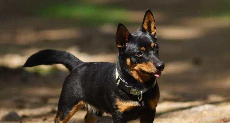 探索15种热门犬种的个性特点与适应能力,揭秘狗的多样性 探索15种热门犬种的个性特点与适应能力,揭秘狗的多样性