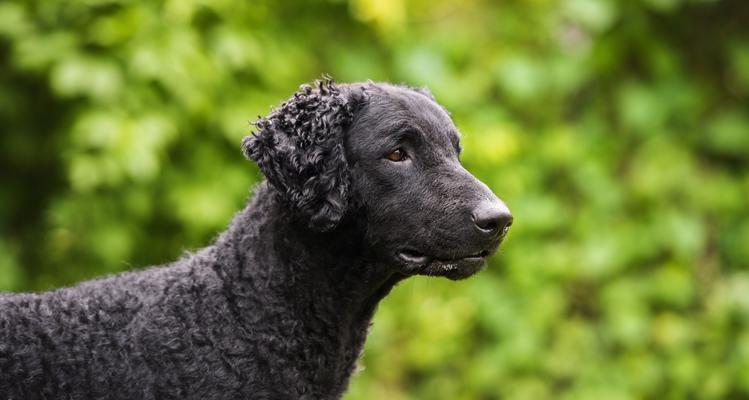 蹼足狗品种全解析：从水上救生到极地探险的特殊天赋