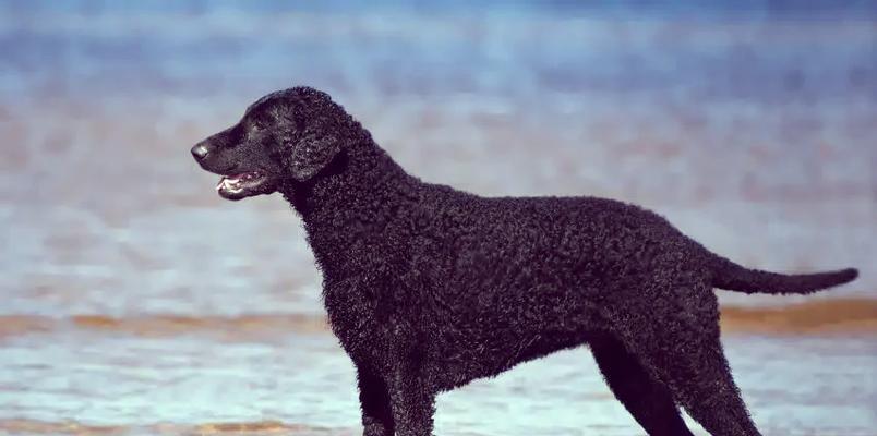 蹼足狗品种全解析：从水上救生到极地探险的特殊天赋