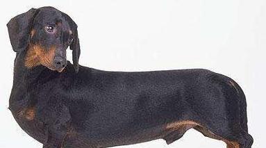 探索15种热门犬种的个性特点与适应能力,揭秘狗的多样性 探索15种热门犬种的个性特点与适应能力,揭秘狗的多样性