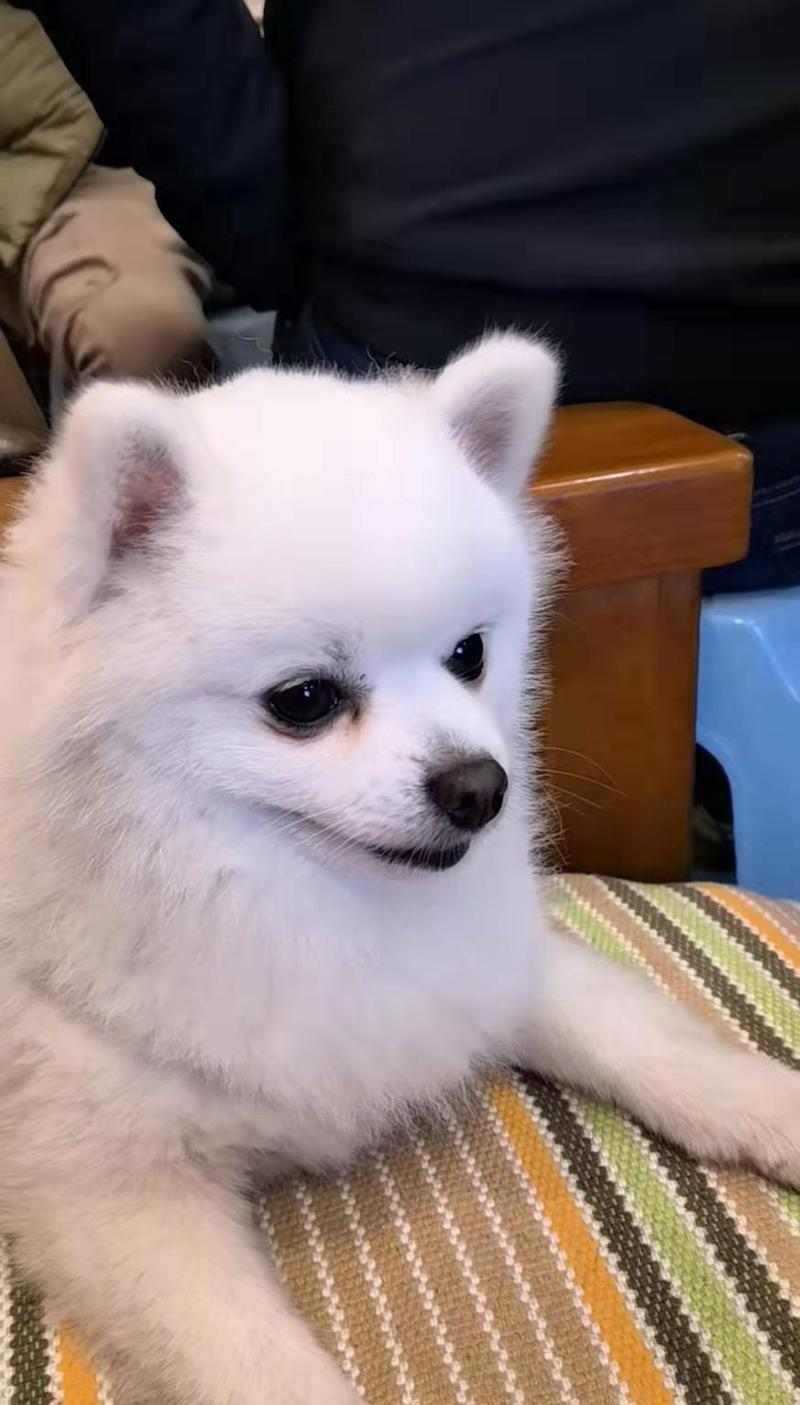 蹼足狗品种全解析：从水上救生到极地探险的特殊天赋