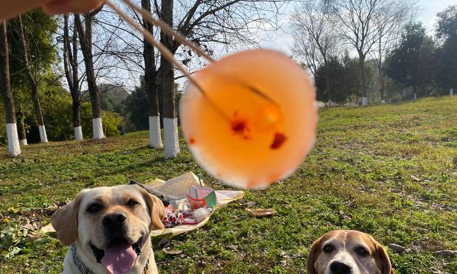 比格犬好养吗？全面解析饲养需求与性格特点