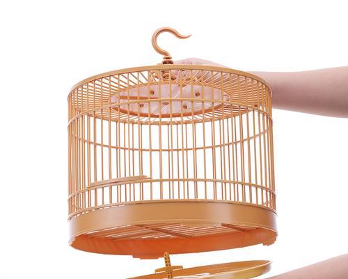 鹩哥购买与饲养全攻略，从挑选到护理的健康成长指南