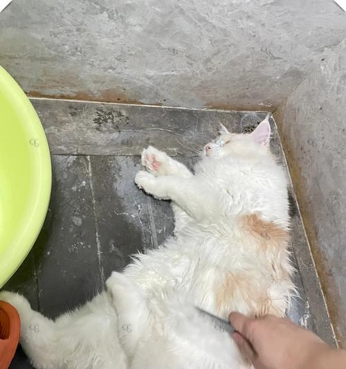 幼猫洗澡全攻略:正确方法与频率指南 幼猫洗澡全攻略:正确方法与频率指南