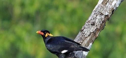 鹩哥购买与饲养全攻略，从挑选到护理的健康成长指南