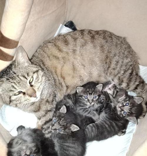 狗狗剖腹产后洗澡指南：安全清洁与伤口护理要点