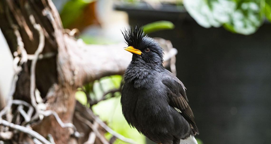 鹩哥购买与饲养全攻略，从挑选到护理的健康成长指南