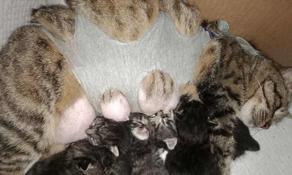 狗狗剖腹产后洗澡指南：安全清洁与伤口护理要点