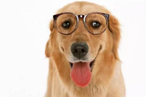 犬猫口腔乳头状瘤的症状与治疗指南：识别与应对病毒感染