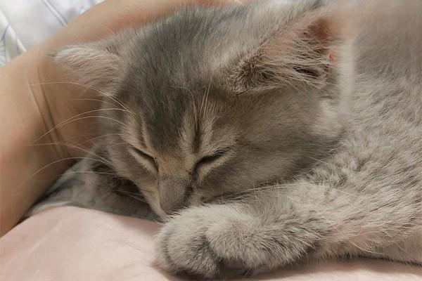 犬猫泪道阻塞的症状表现与治疗方法全解析