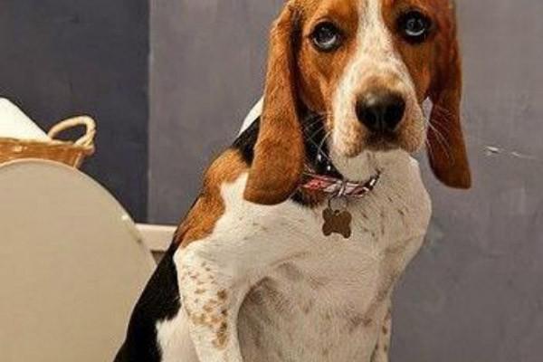 犬猫前色素层炎的症状识别与科学治疗方案解析