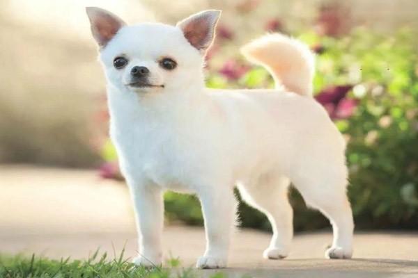 犬猫视神经炎的症状与治疗,了解宠物急性失明原因 犬猫视神经炎的症状与治疗,了解宠物急性失明原因