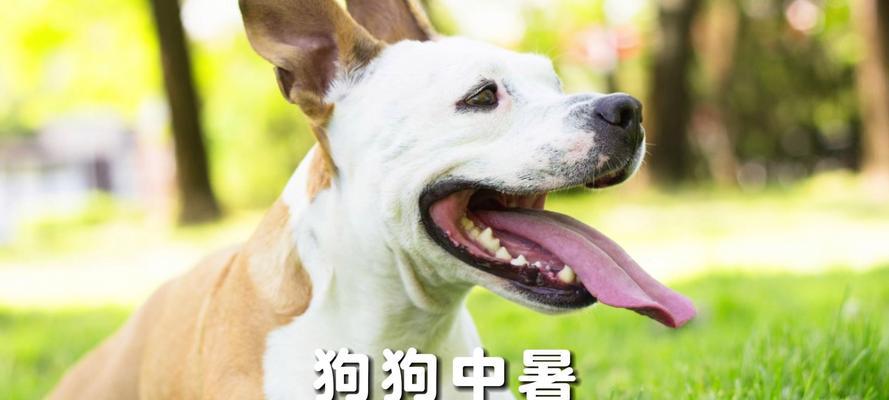 狗狗夏季中暑发烧预防与治疗指南 狗狗夏季中暑发烧预防与治疗指南