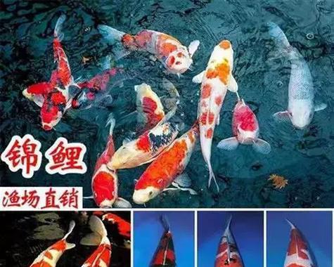 裸缸养锦鲤的科学方法与注意事项