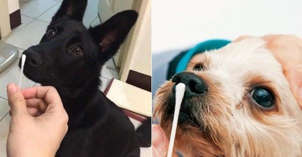 狗狗夏季中暑发烧预防与治疗指南 狗狗夏季中暑发烧预防与治疗指南