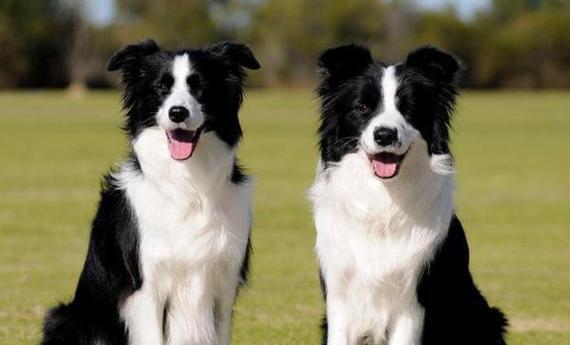 边境犬饮食需求解析，科学喂养指南