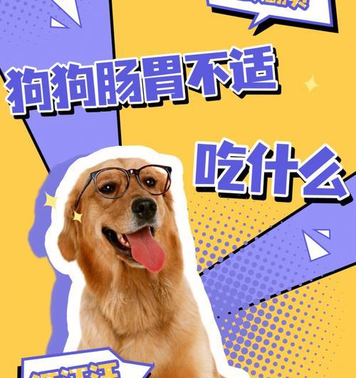 小狗消化系统健康饮食指南
