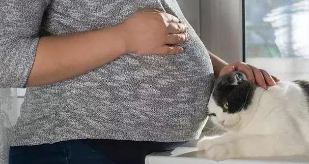 怀孕母猫的护理要点:如何科学准备迎接新生命 怀孕母猫的护理要点:如何科学准备迎接新生命