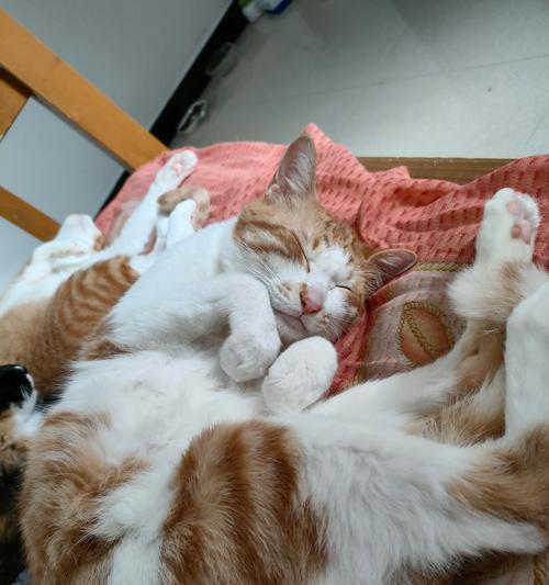 怀孕母猫的护理要点:如何科学准备迎接新生命 怀孕母猫的护理要点:如何科学准备迎接新生命