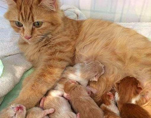 怀孕母猫的护理要点:如何科学准备迎接新生命 怀孕母猫的护理要点:如何科学准备迎接新生命