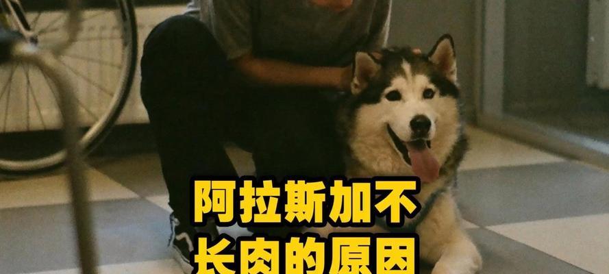 狗狗无精原因及应对方法全解析