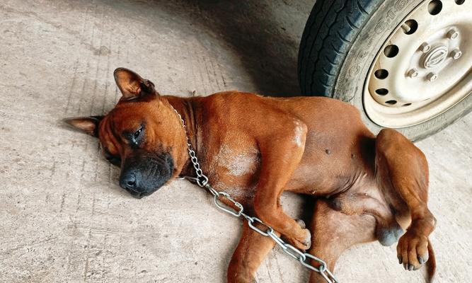 狗狗无精原因及应对方法全解析