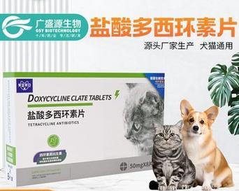 小猫感冒药物选择与护理要点