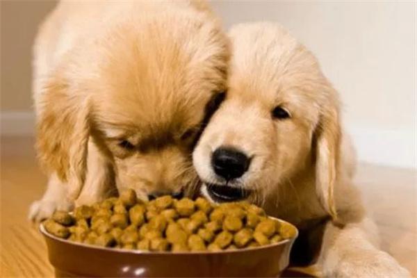 低脂狗粮标准及如何选择优质产品 低脂狗粮标准及如何选择优质产品
