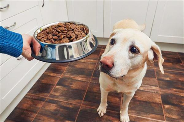 低脂狗粮适合哪些狗狗？健康喂食注意事项与选择指南